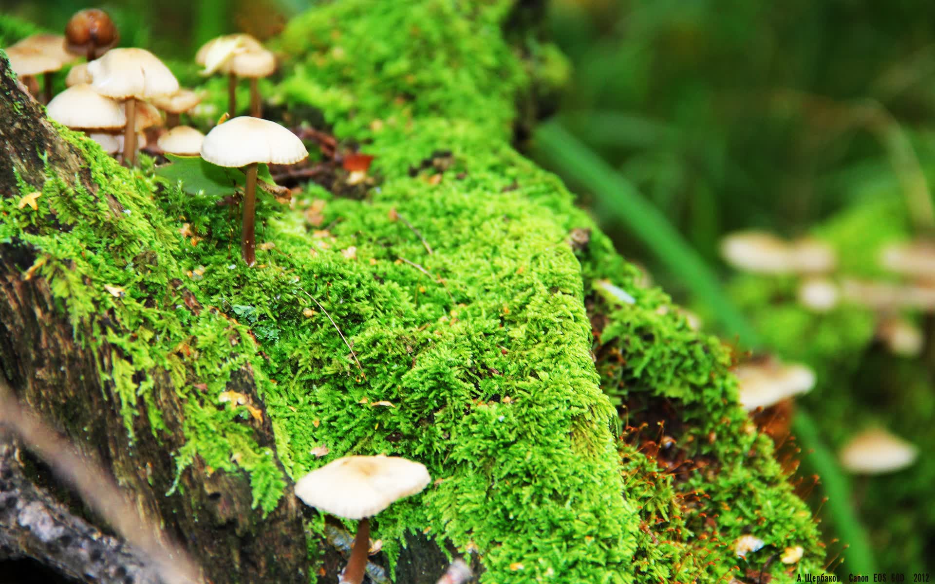 CBA全明星正赛南北对抗：三分雨与扣篮秀齐飞，cba全明星三分球大赛记录
